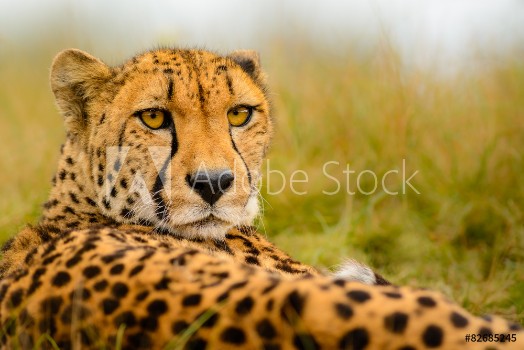Picture of Cheetah Acinonyx jubatus staring at the camera